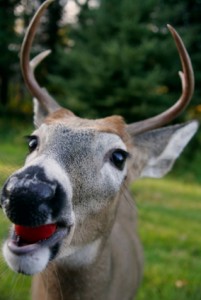 small-whitetail-buck-deer-201x300